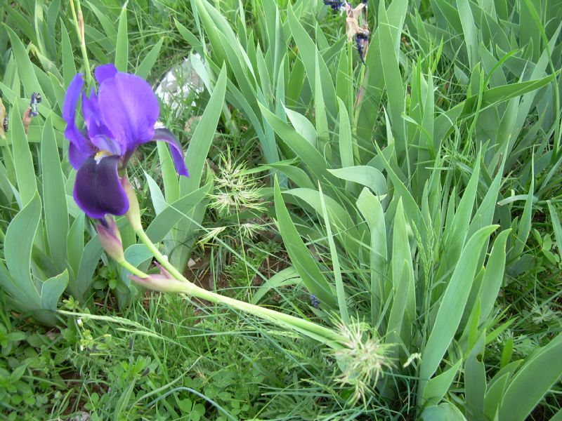 Iris da determinare.